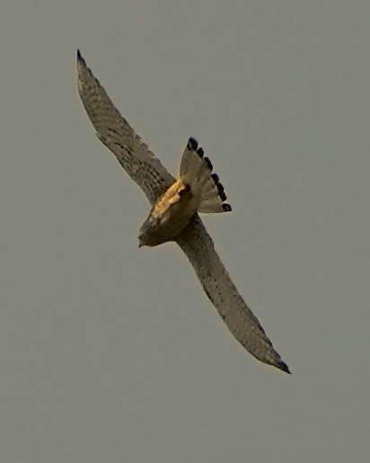 lesser kestrel